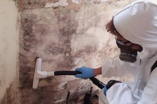 Mould Removal l Mould Removal Brisbane