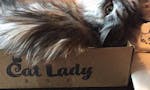 Cat Lady Box image