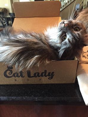 Cat Lady Box media 1