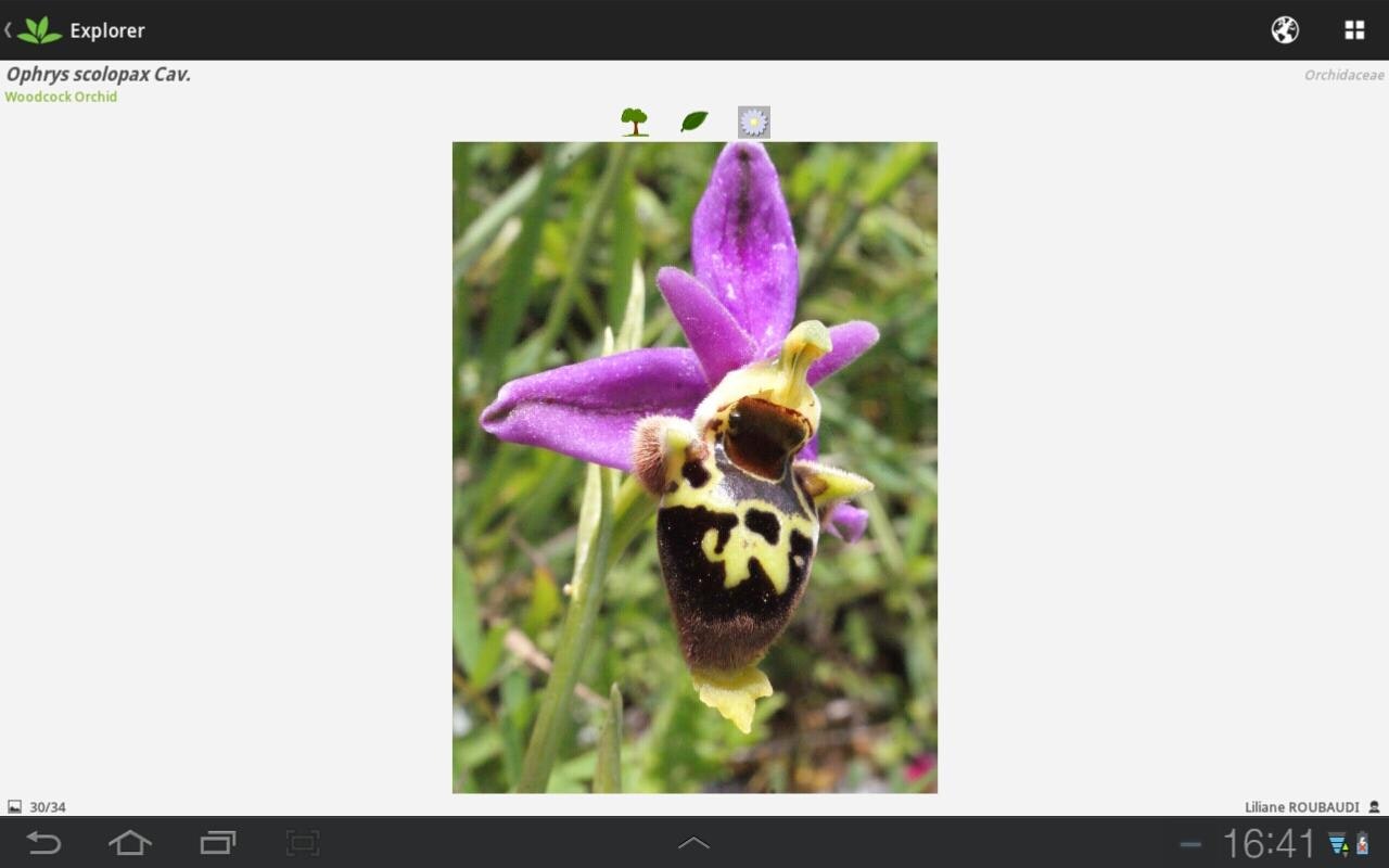 PlantNet gallery image