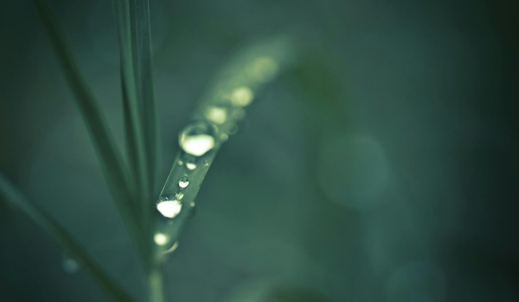 Dewdrop gallery image