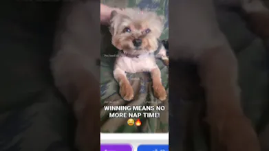 Pet SenS AI - Pet Analyzer gallery image