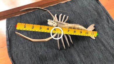 AirMeasure gallery image