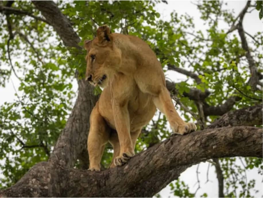 Africantrust Safari gallery image