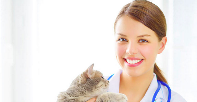 VetPronto gallery image