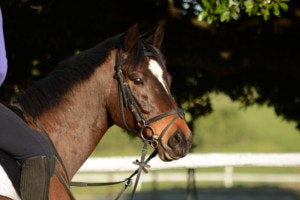 GiftVolo gallery image