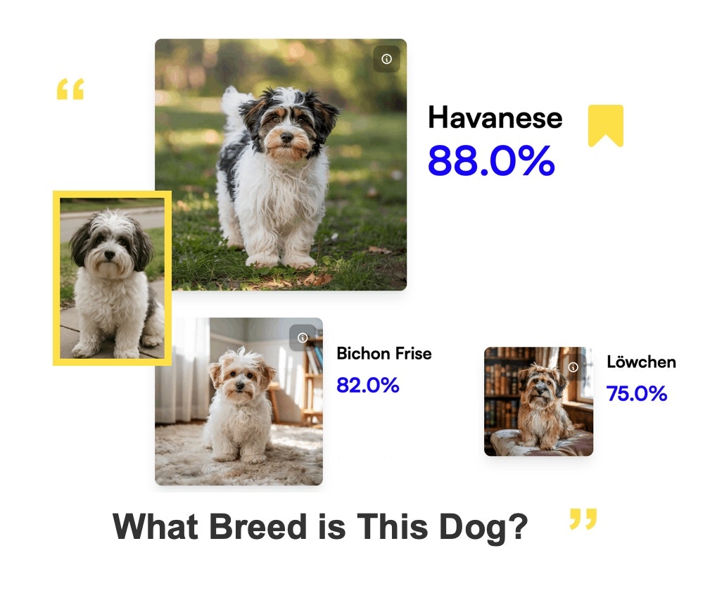 Bruse.dog - एआई डॉग ब्रीड आइडेंटिफ़ायर - पता लगाएं कि आपका कुत्ता क्या है मीडिया 1