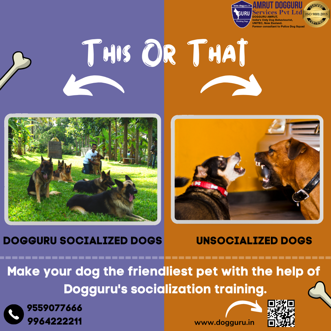 Socialization Training for Dogs!