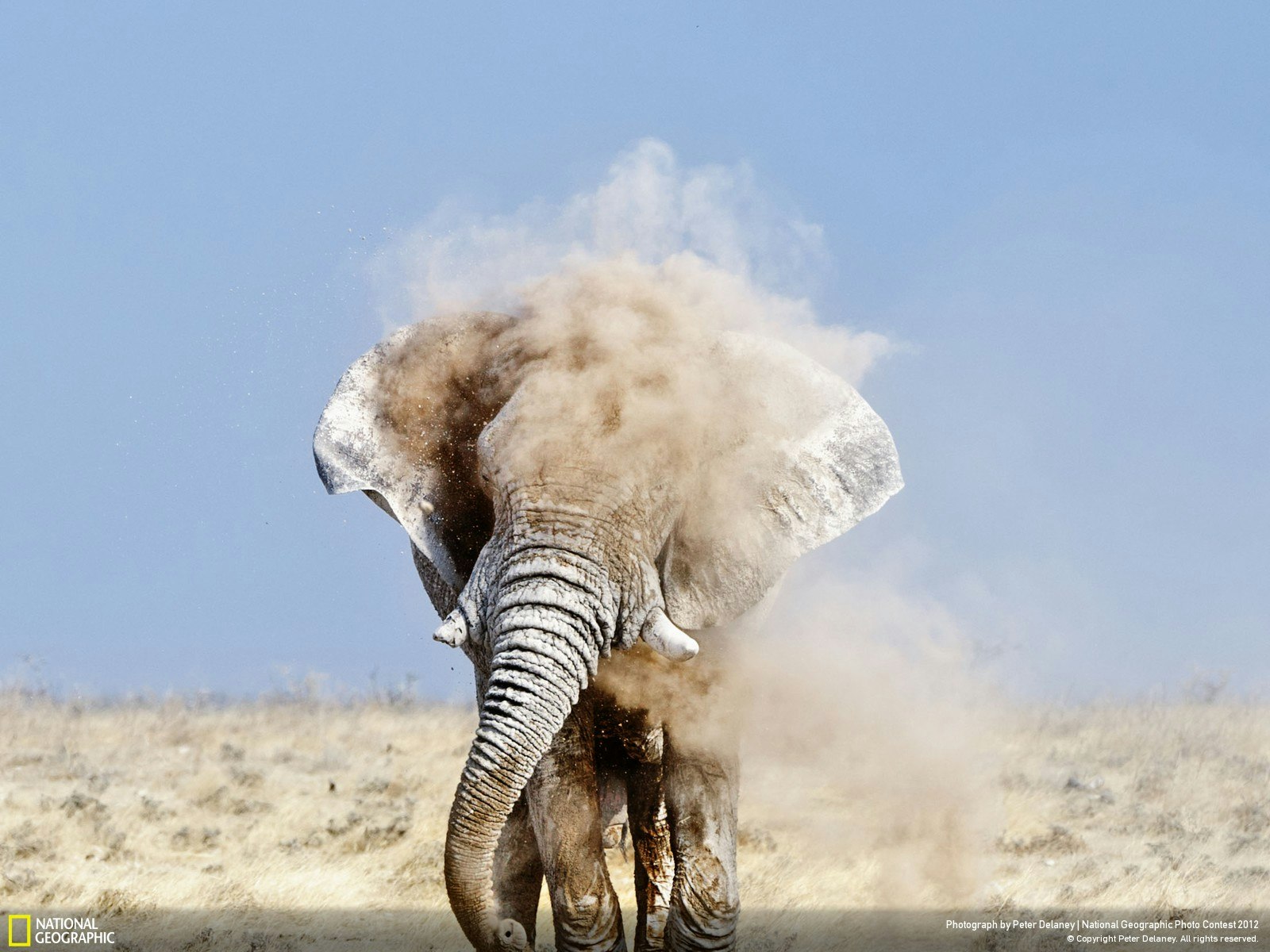 National Geographic Kids Why?: Over 1,111 Answers to Everything gallery image