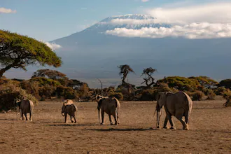 Africantrust Safari gallery image