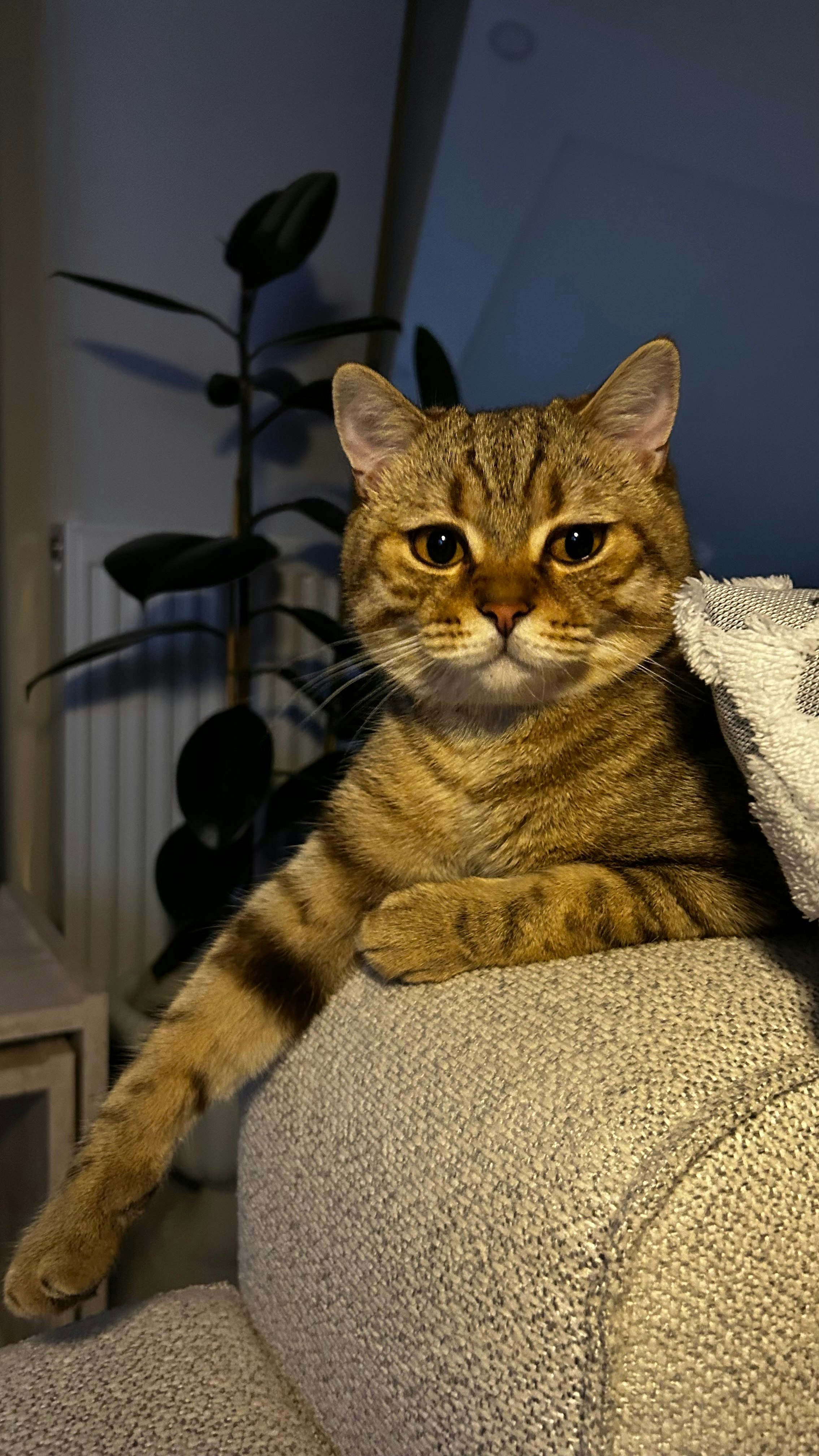 Pet Canvas gallery image