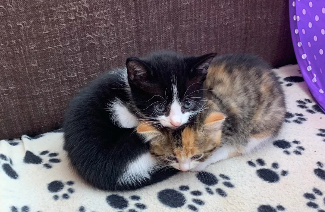 RescueTime gallery image