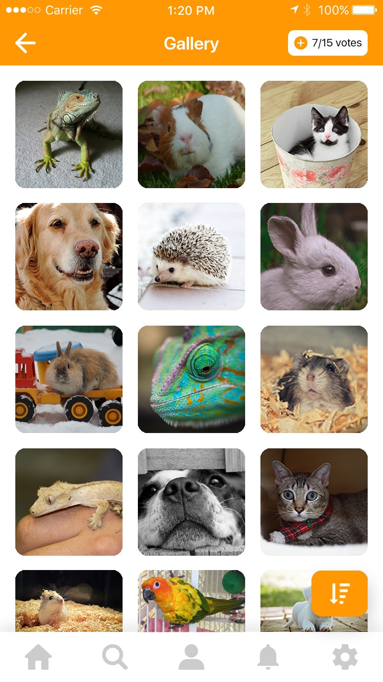 PhotoLoot gallery image