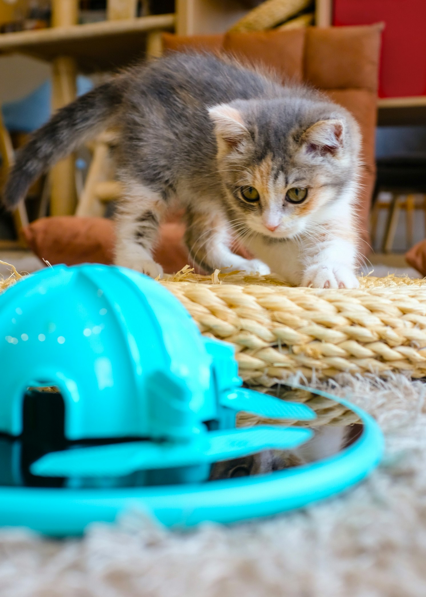 TrickyPaw gallery image