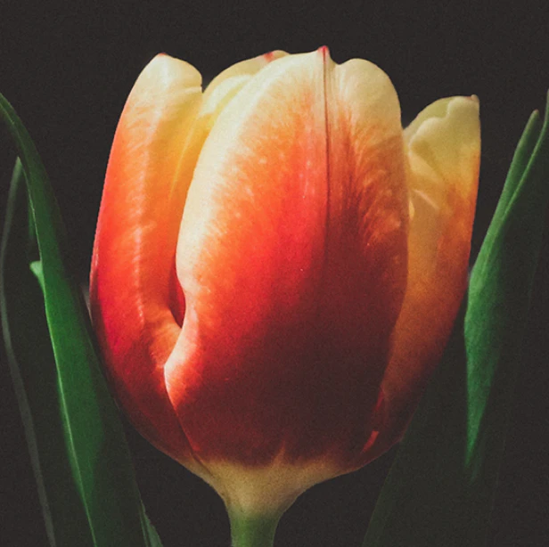 Send Crypto People Tulips