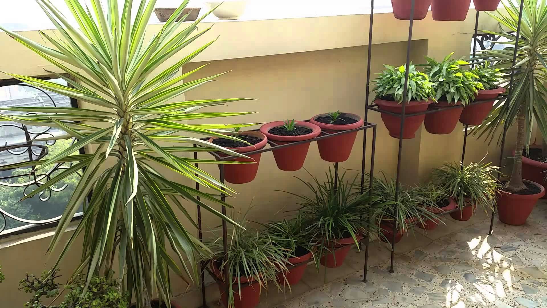 Terrace Gardening 101 gallery image