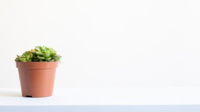 Plant Images for Presentations gallery image