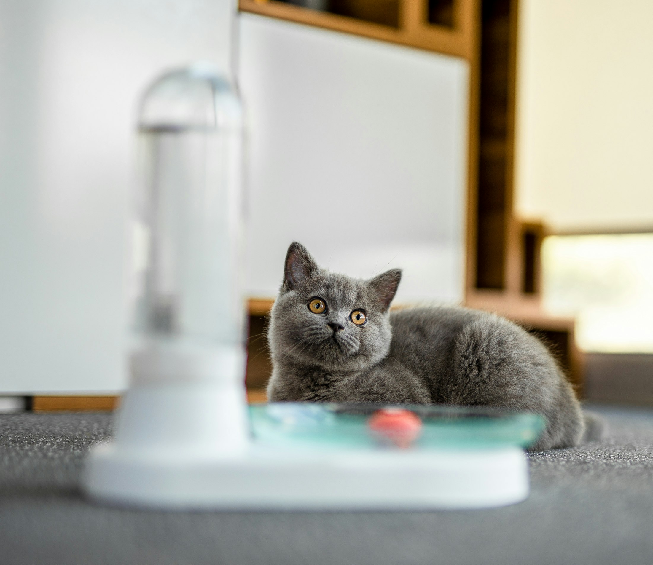 KittySpring gallery image