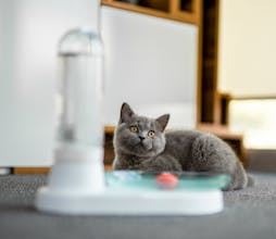 KittySpring gallery image