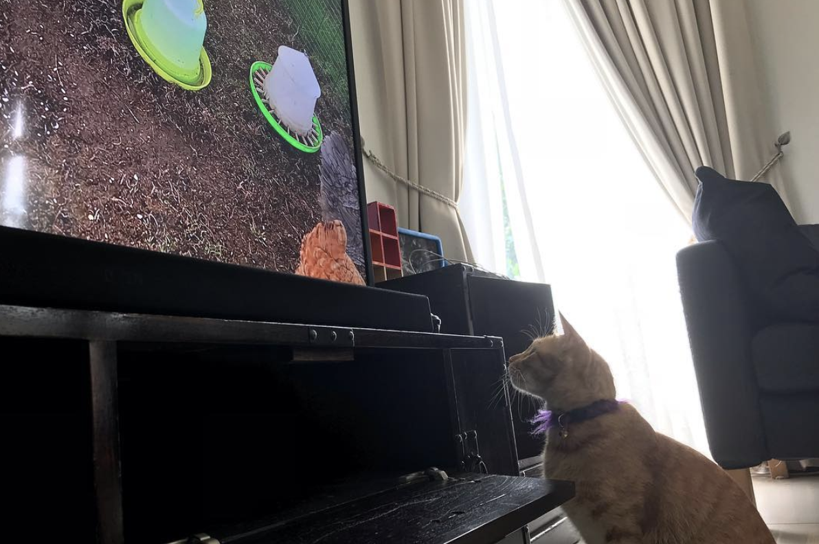 RelaxMyCat gallery image