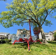 Tree Removal Services In USA gallery image