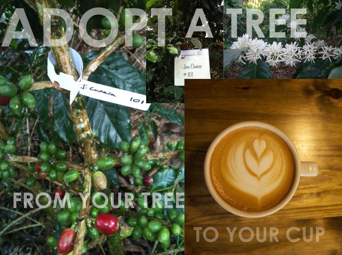 Apasionado Coffee.com gallery image