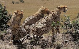 6 - Days Mara to Amboseli Safari media 2