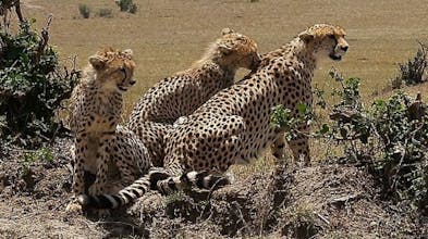 6 - Days Mara to Amboseli Safari gallery image