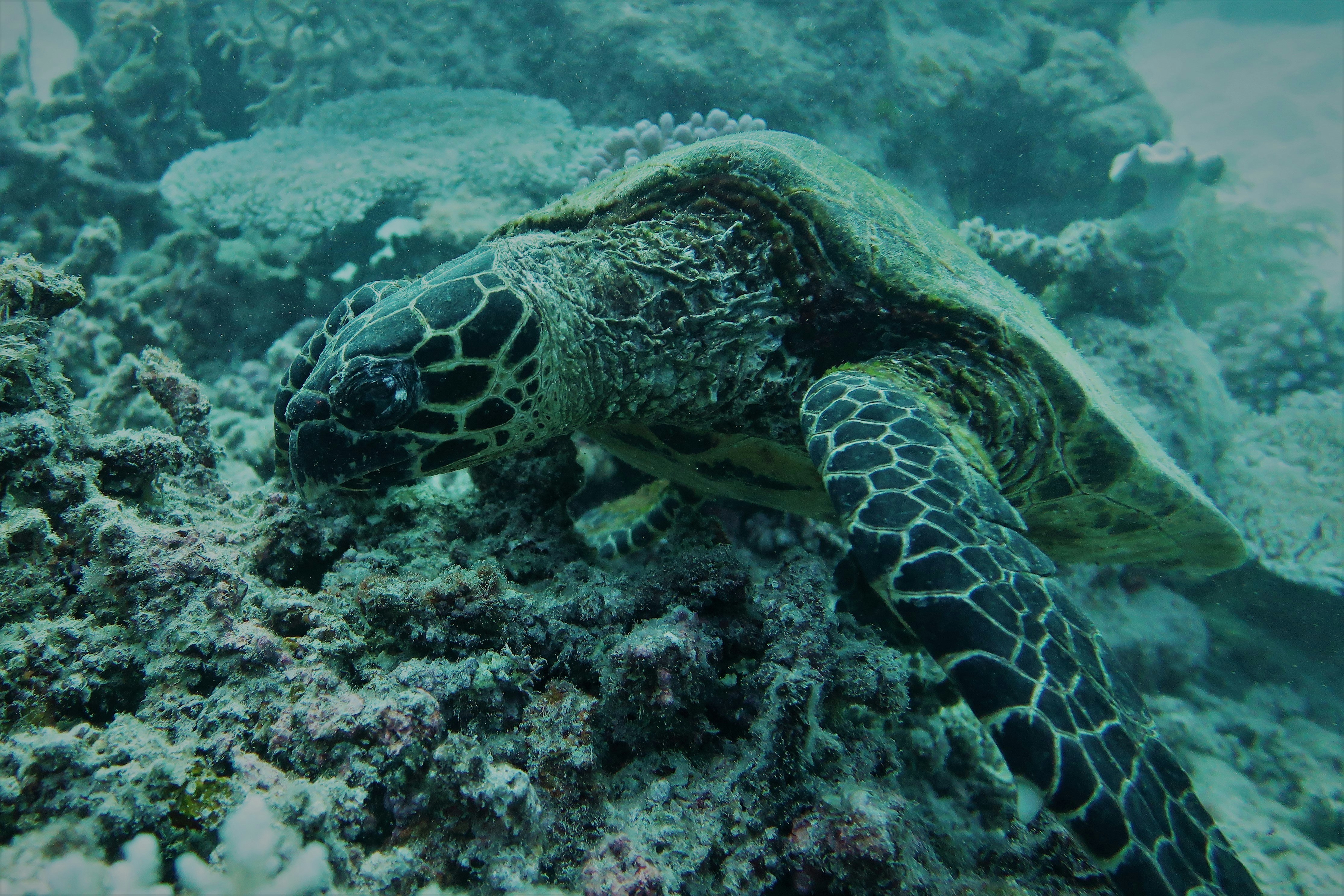 Pelagic Dive Travel gallery image