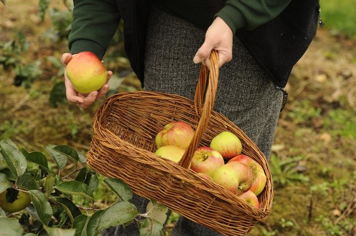 The Rotten Fruit Box gallery image
