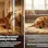 Calm Dog Separation