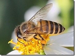 蜂の飼育を開始する方法