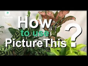 PictureThis gallery image