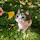 Meow - AR Cat