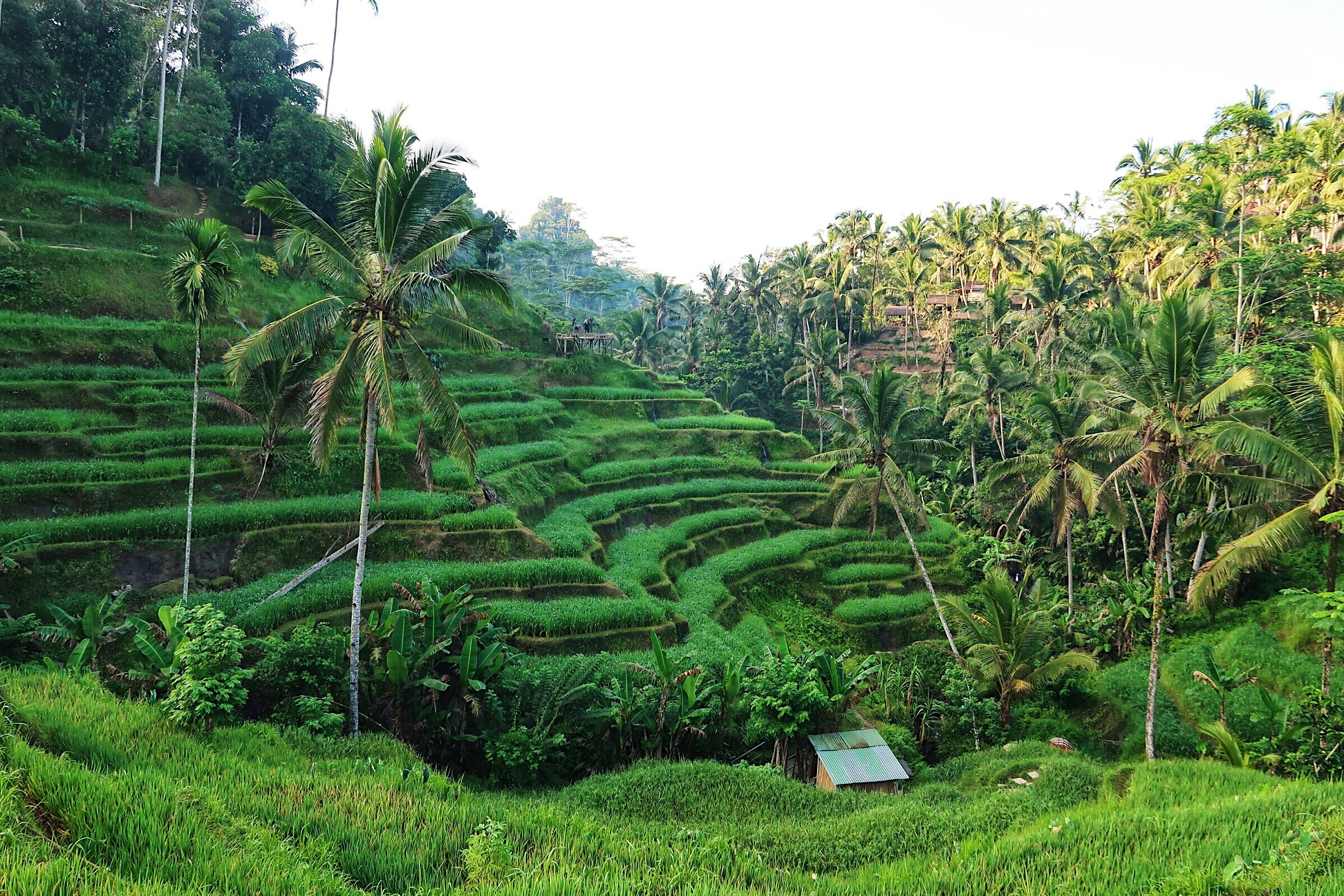 WhileinBali.com gallery image