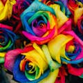 Culture Colors
