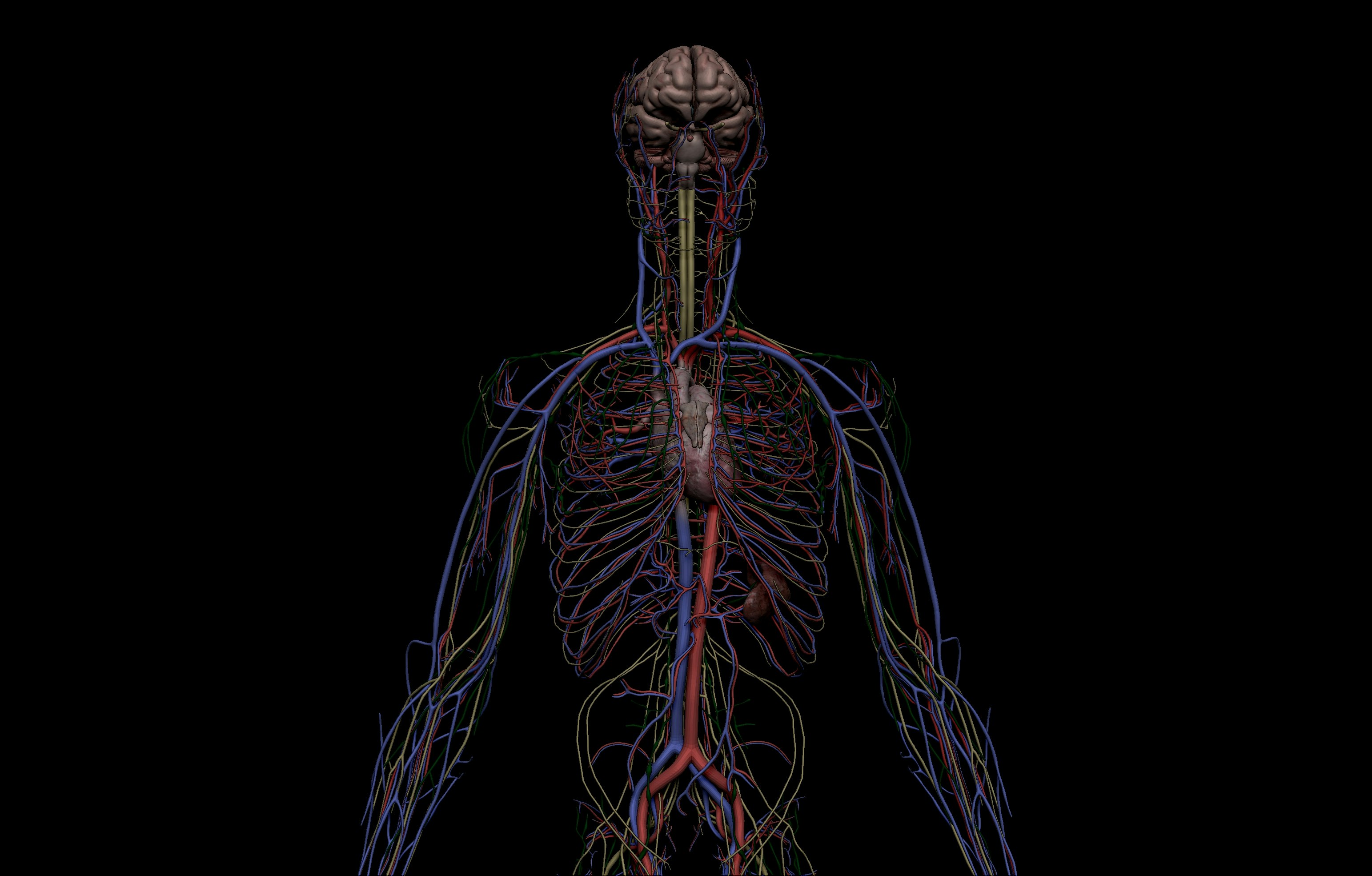SA Anatomy gallery image