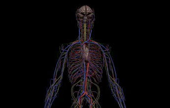 SA Anatomy gallery image