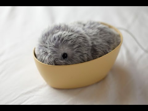 MOFLIN gallery image