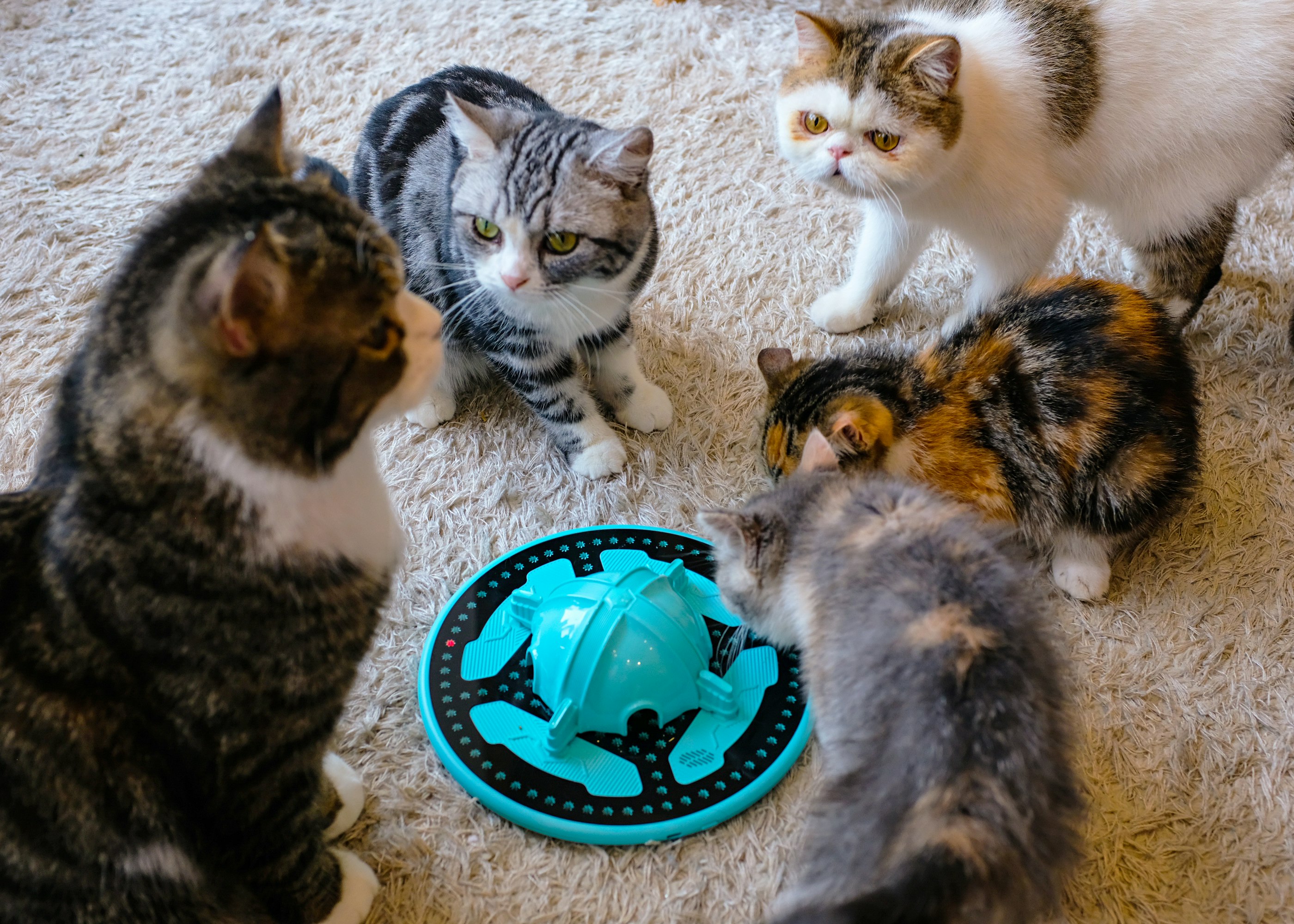TrickyPaw gallery image