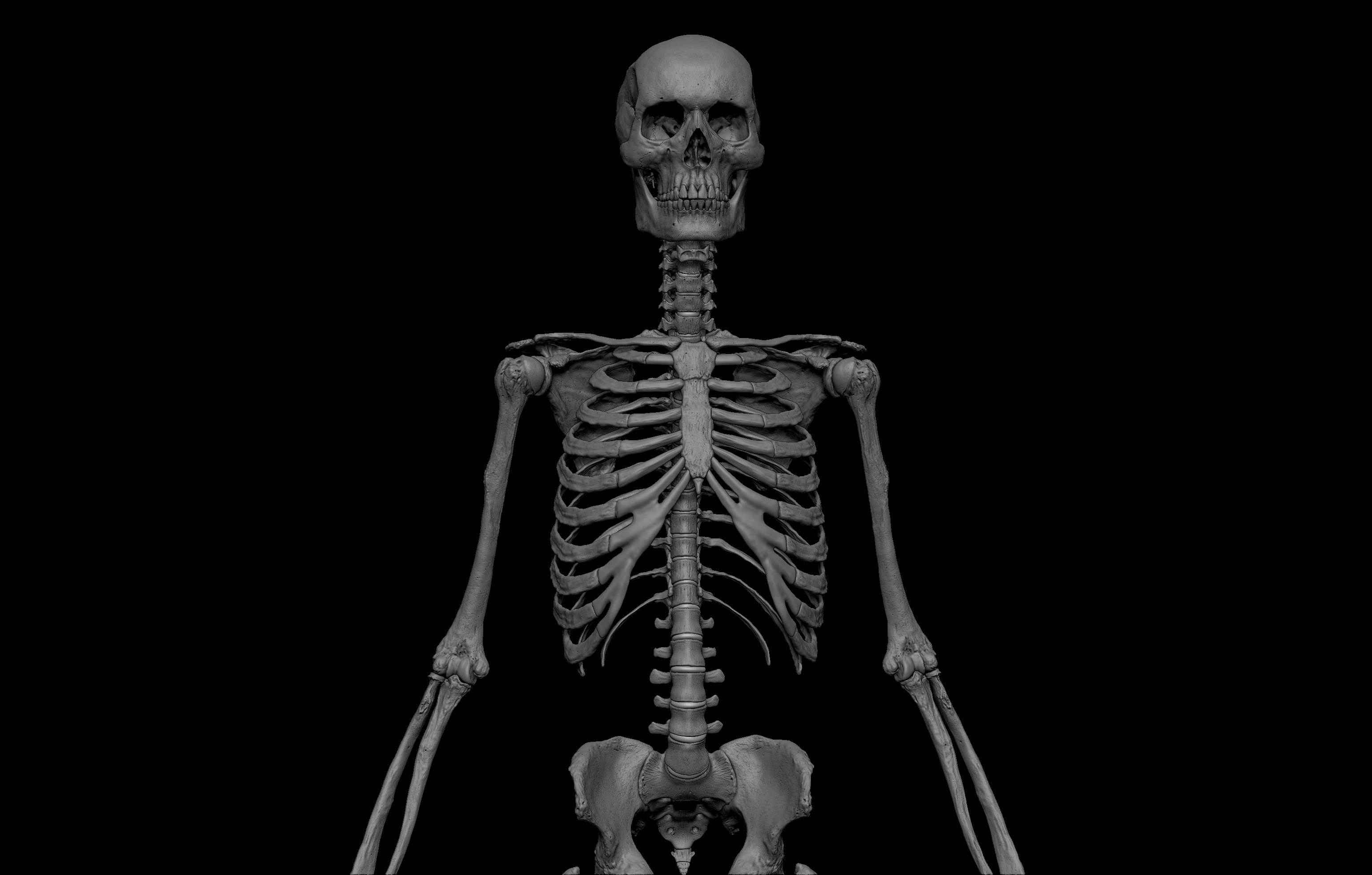 SA Anatomy gallery image