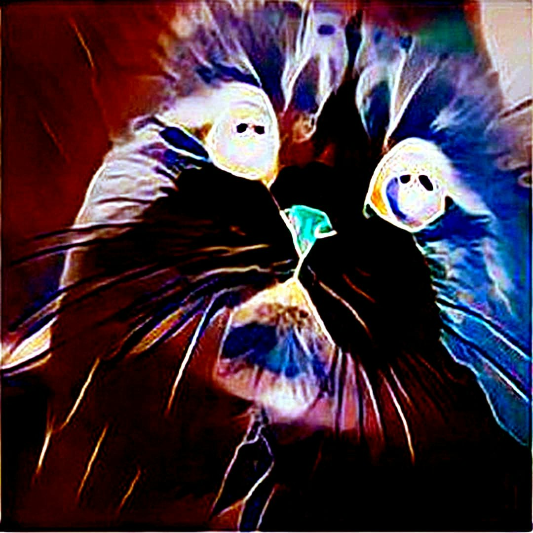 RariCats 1000 Video NFTs Collection gallery image