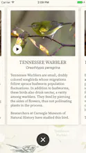 Dawn Chorus gallery image