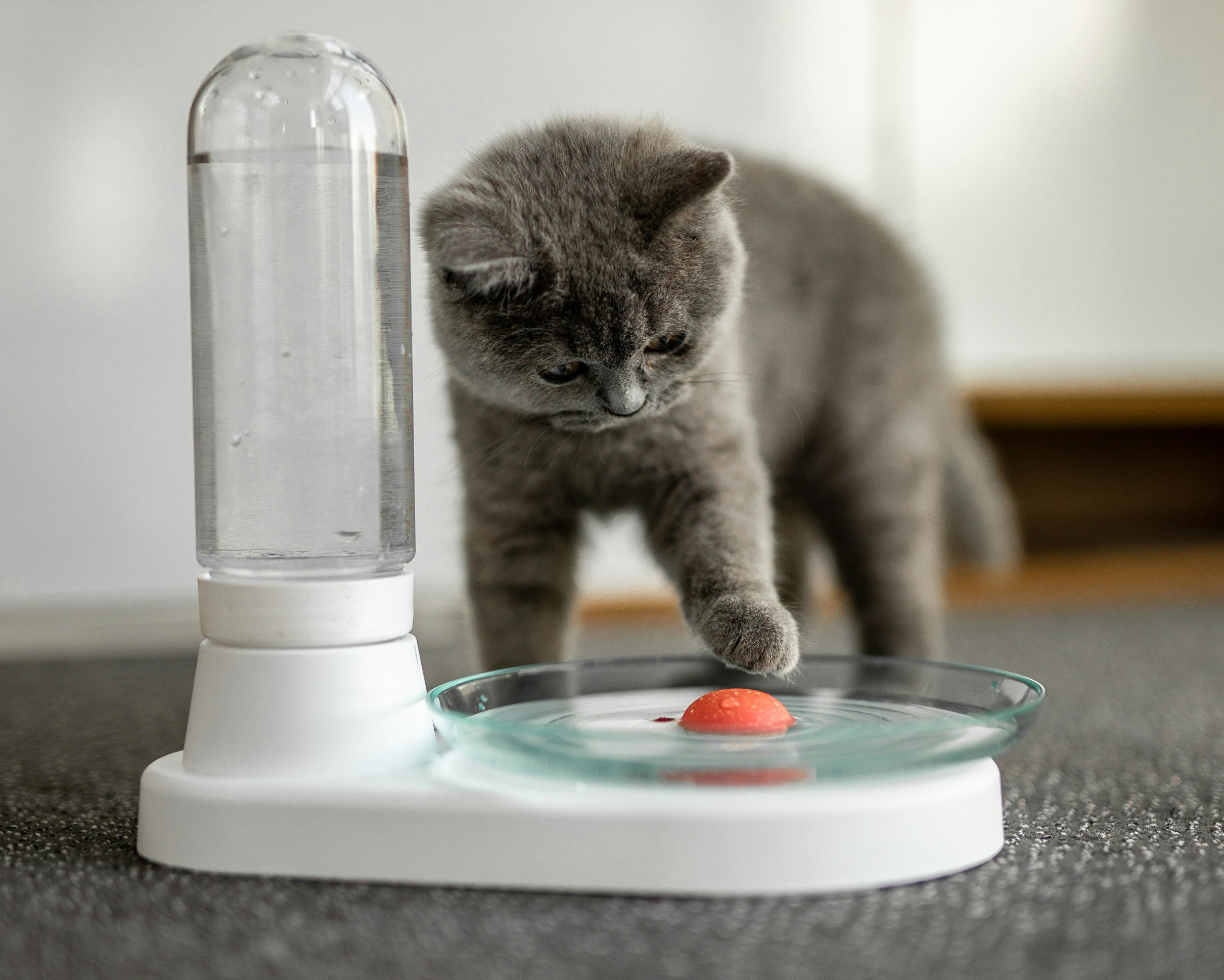 KittySpring gallery image