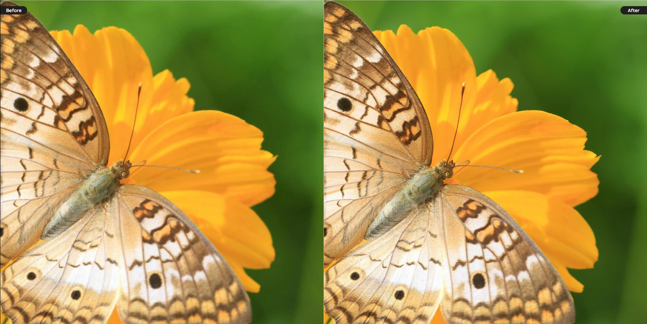 Poll option Vance AI Image Sharpener image