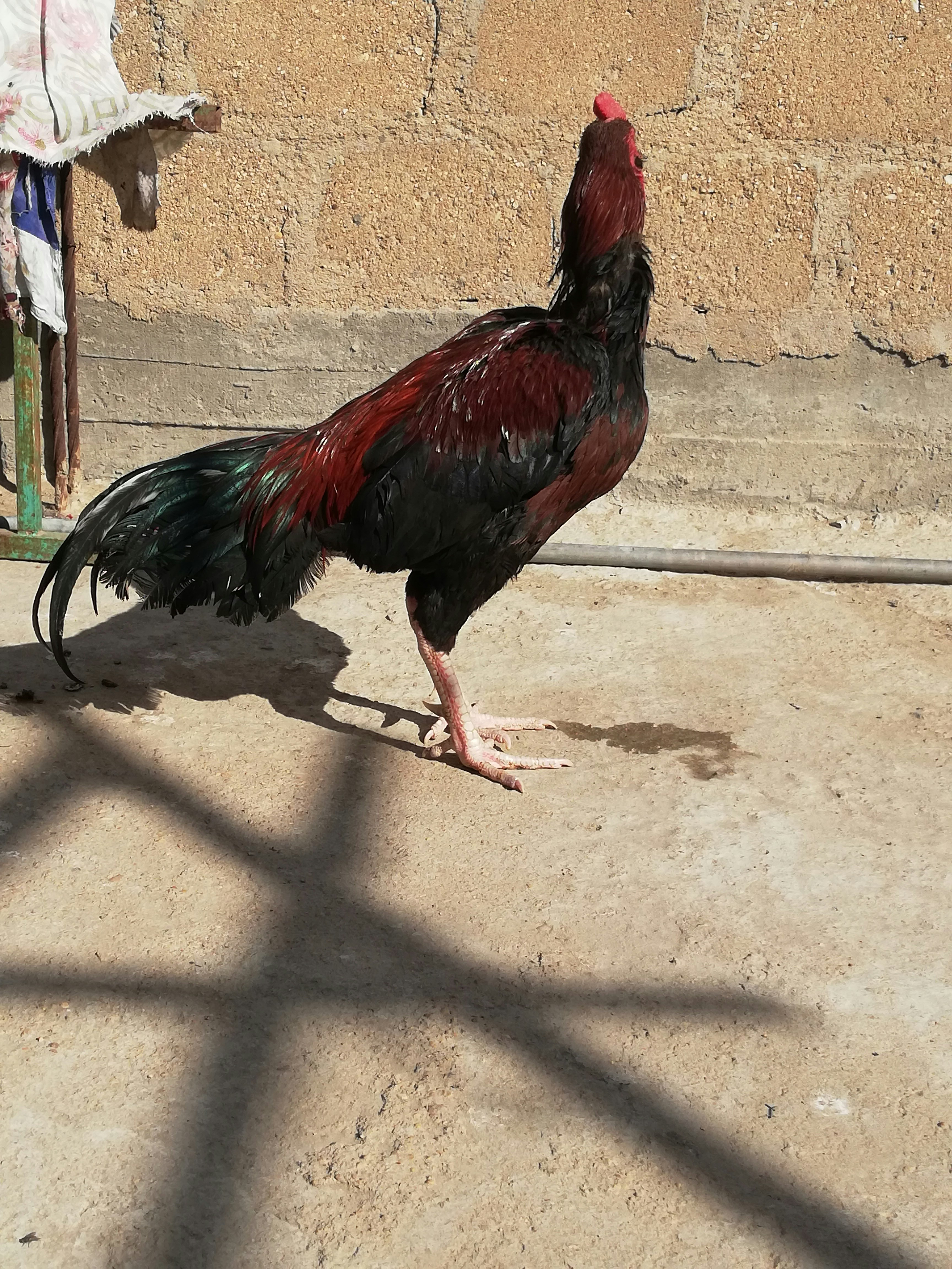 Lyari Aseel Birds & Animal 