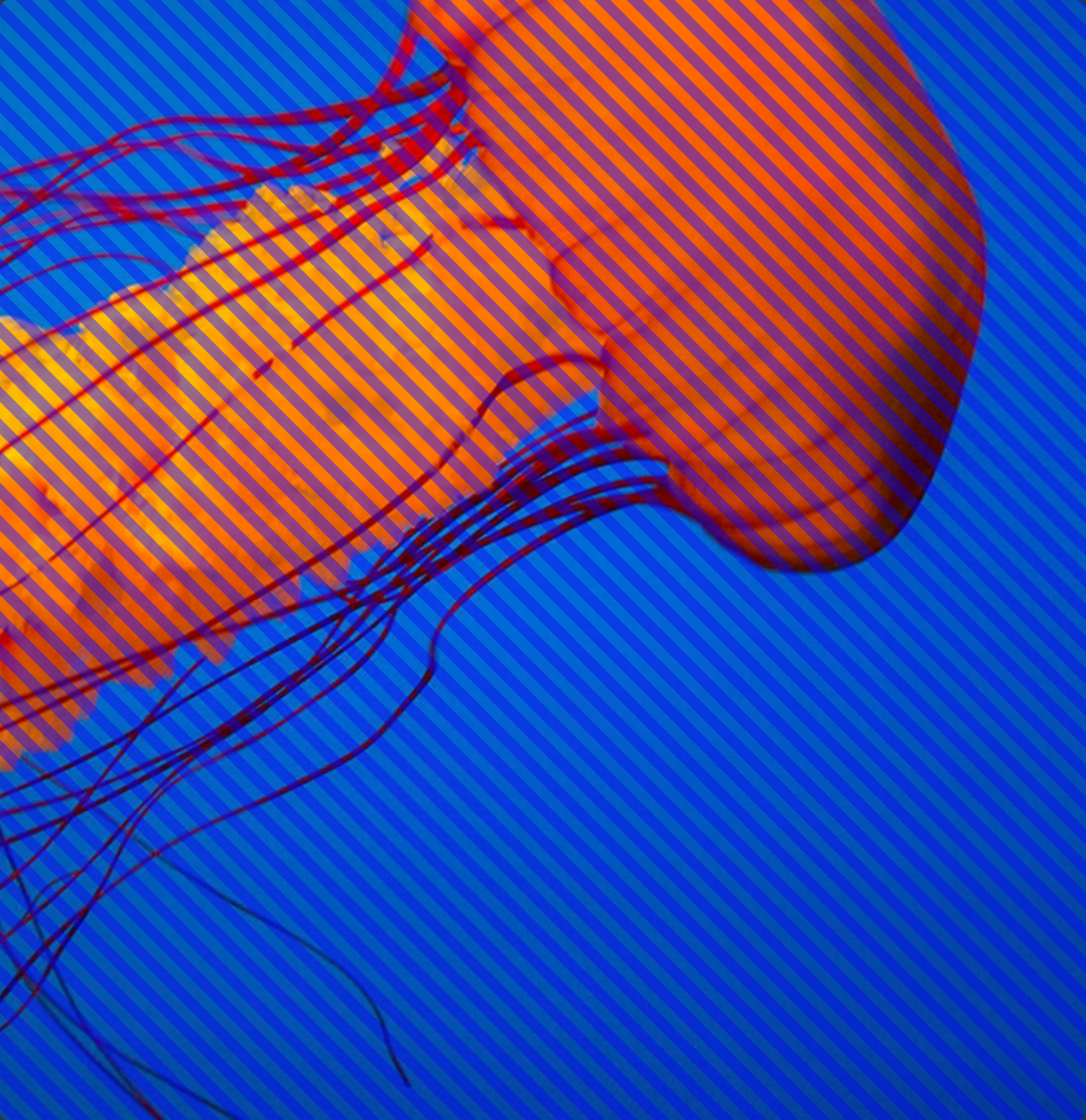 Gerillass gallery image