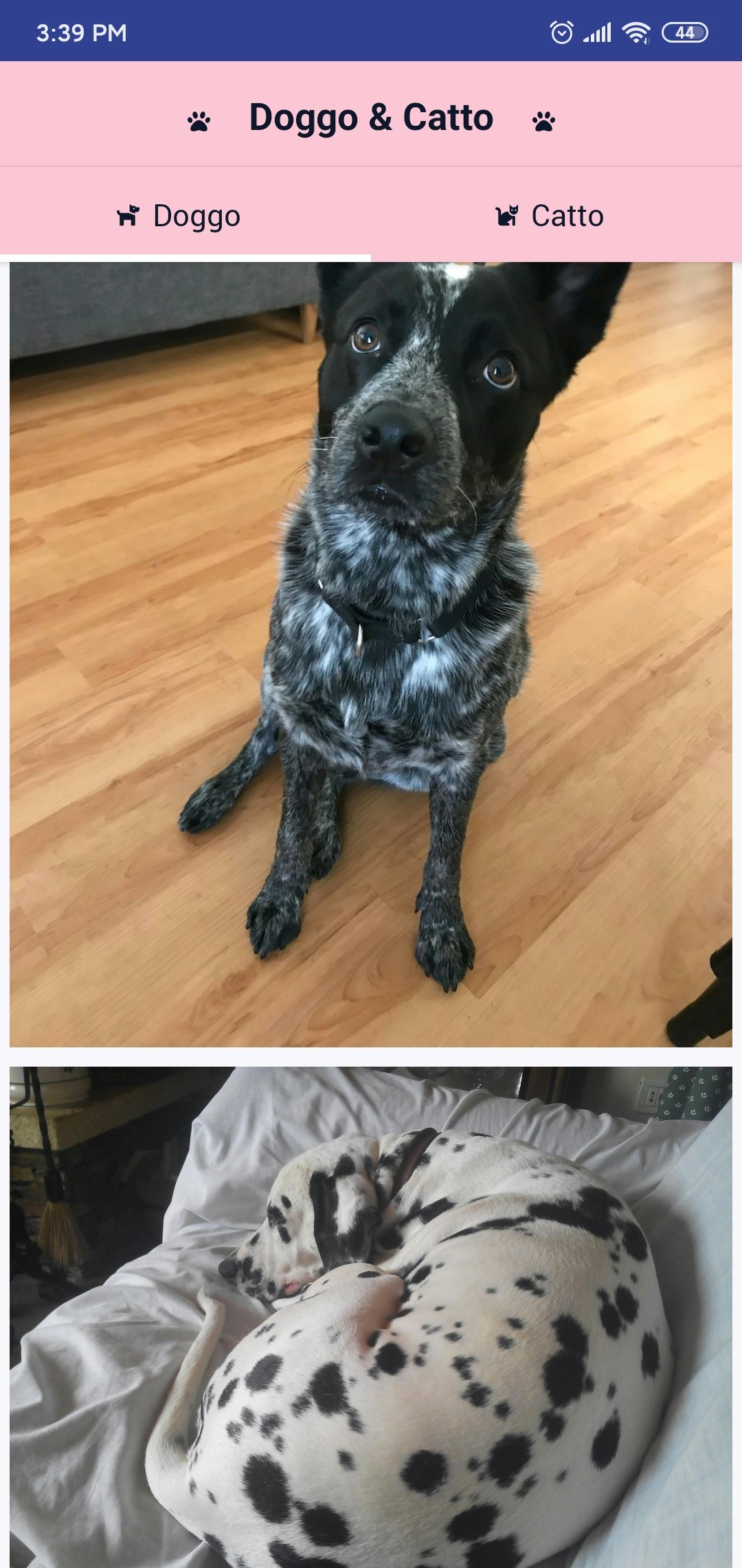 Doggo & Catto gallery image