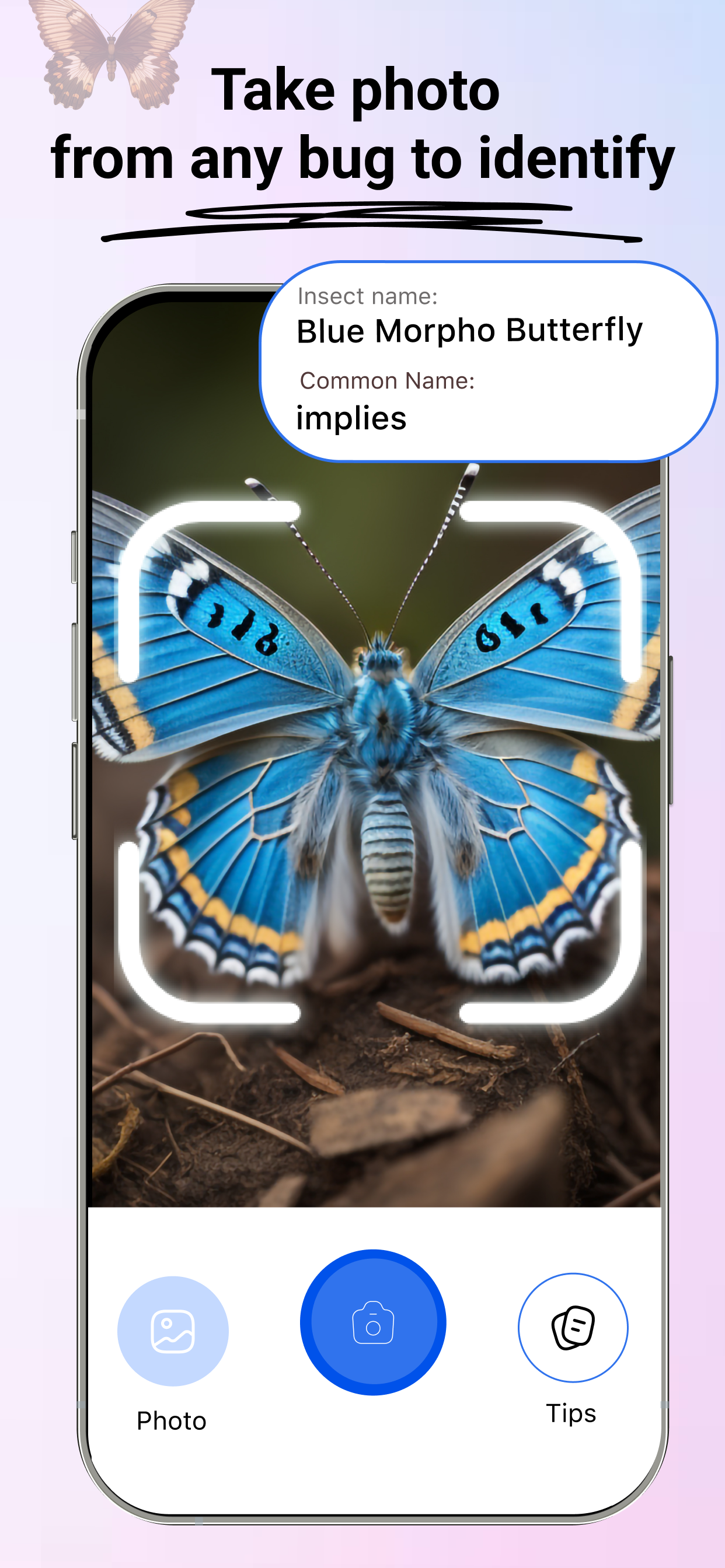 Insect -identificatie: bugvinder media 4
