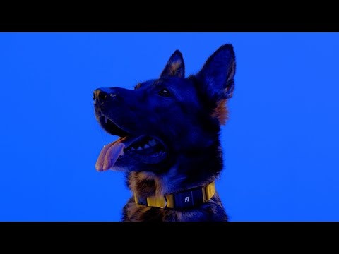 Fi Series 3 Smart Dog Collar